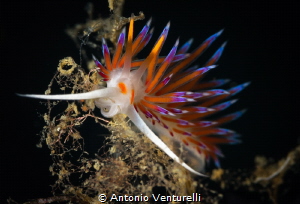Cratena nudibranch_Sicily, Oct 2023
(Canon100,1/200,f14,... by Antonio Venturelli 